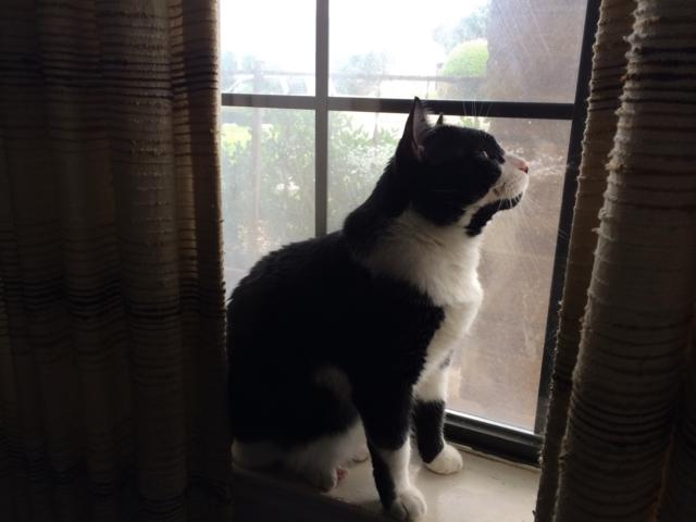 Photo of a cat named Shakespeare sitting on a window sill Photo of a cat named Shakespeare sitting on a window sill